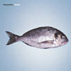Are you living like a fish?